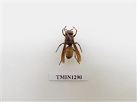 藏品(黃腰虎頭蜂)的圖片